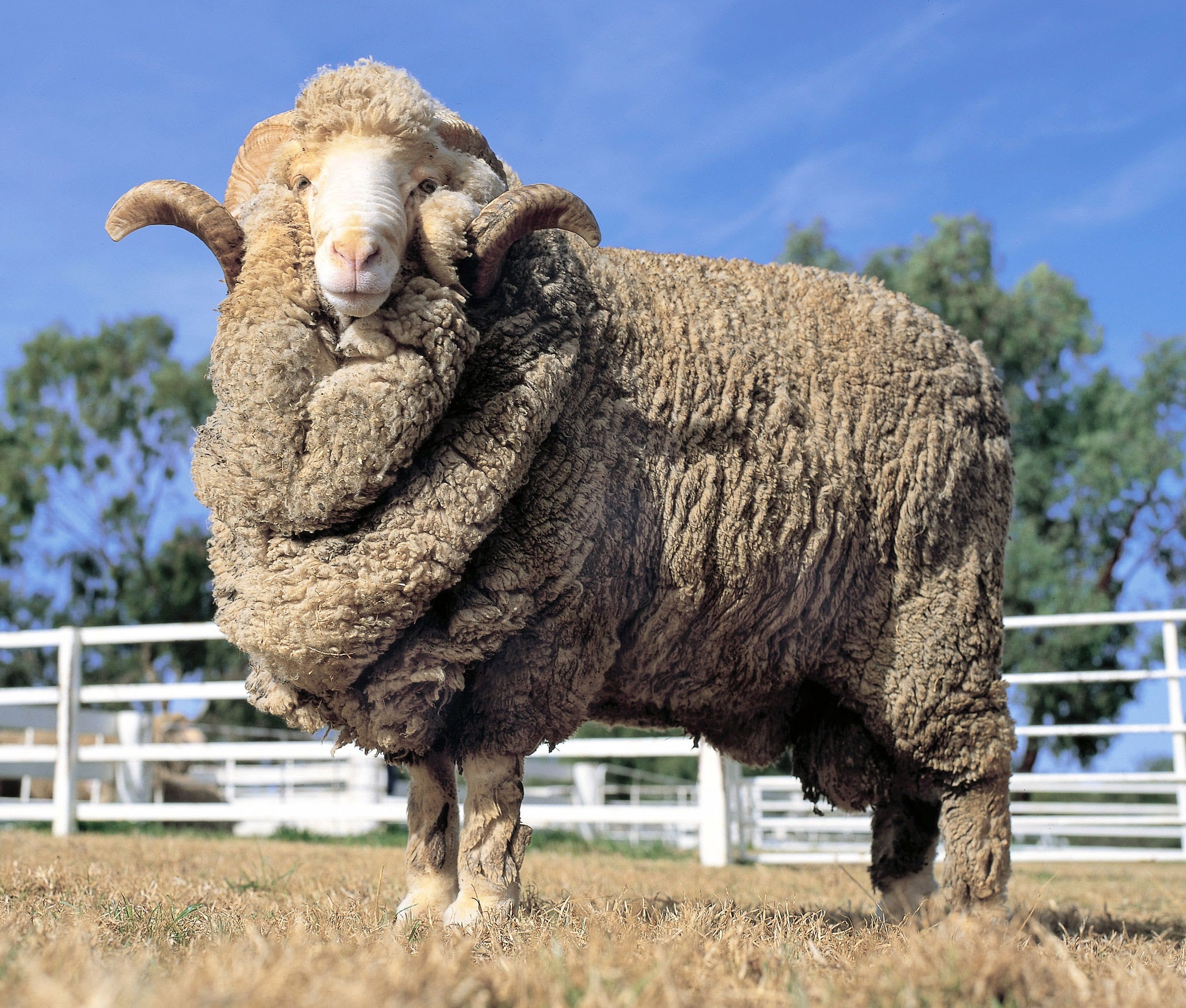 What is merino wool? – Knit Design Studio